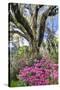 USA, North Carolina., moss-covered tree trunk with Azaleas-Hollice Looney-Stretched Canvas