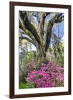USA, North Carolina., moss-covered tree trunk with Azaleas-Hollice Looney-Framed Premium Photographic Print