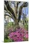 USA, North Carolina., moss-covered tree trunk with Azaleas-Hollice Looney-Mounted Premium Photographic Print