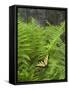 USA, North Carolina. Swallowtail Butterfly on Fern-Jaynes Gallery-Framed Stretched Canvas