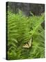 USA, North Carolina. Swallowtail Butterfly on Fern-Jaynes Gallery-Stretched Canvas