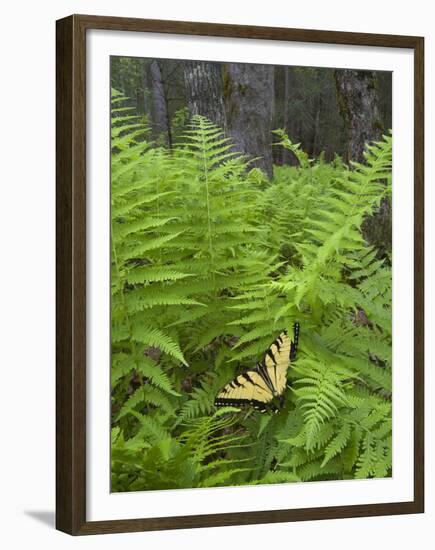 USA, North Carolina. Swallowtail Butterfly on Fern-Jaynes Gallery-Framed Premium Photographic Print