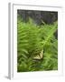 USA, North Carolina. Swallowtail Butterfly on Fern-Jaynes Gallery-Framed Premium Photographic Print