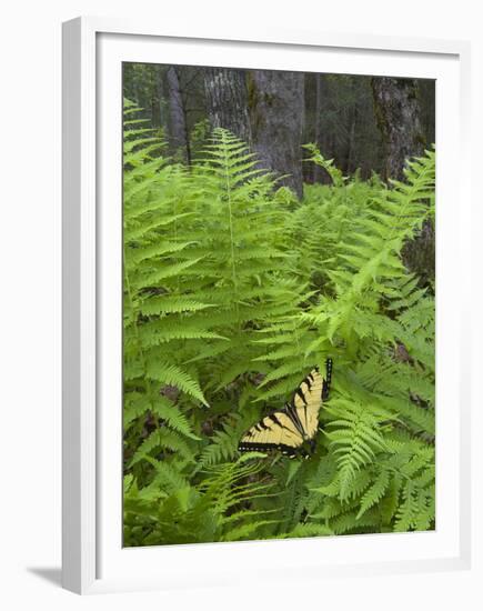 USA, North Carolina. Swallowtail Butterfly on Fern-Jaynes Gallery-Framed Premium Photographic Print
