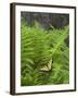 USA, North Carolina. Swallowtail Butterfly on Fern-Jaynes Gallery-Framed Premium Photographic Print