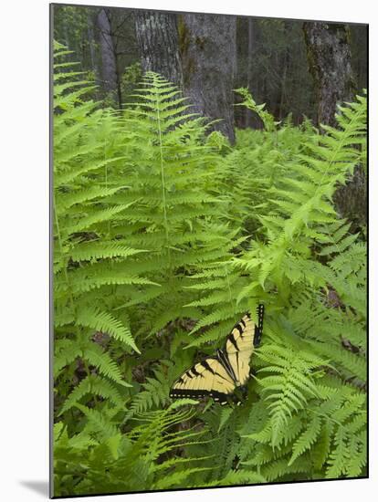 USA, North Carolina. Swallowtail Butterfly on Fern-Jaynes Gallery-Mounted Premium Photographic Print