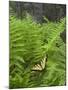 USA, North Carolina. Swallowtail Butterfly on Fern-Jaynes Gallery-Mounted Premium Photographic Print