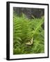 USA, North Carolina. Swallowtail Butterfly on Fern-Jaynes Gallery-Framed Photographic Print