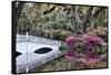 USA, North Carolina., white bridge with Azaleas and moss-covered tree-Hollice Looney-Framed Stretched Canvas