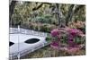 USA, North Carolina., white bridge with Azaleas and moss-covered tree-Hollice Looney-Mounted Premium Photographic Print