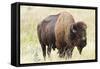 USA, North Dakota, Medora. Theodore Roosevelt National Park, North Unit, American Bison-Bernard Friel-Framed Stretched Canvas
