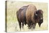 USA, North Dakota, Medora. Theodore Roosevelt National Park, North Unit, American Bison-Bernard Friel-Stretched Canvas