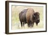 USA, North Dakota, Medora. Theodore Roosevelt National Park, North Unit, American Bison-Bernard Friel-Framed Photographic Print