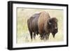 USA, North Dakota, Medora. Theodore Roosevelt National Park, North Unit, American Bison-Bernard Friel-Framed Photographic Print