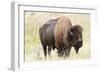 USA, North Dakota, Medora. Theodore Roosevelt National Park, North Unit, American Bison-Bernard Friel-Framed Photographic Print