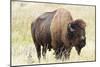 USA, North Dakota, Medora. Theodore Roosevelt National Park, North Unit, American Bison-Bernard Friel-Mounted Photographic Print