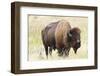 USA, North Dakota, Medora. Theodore Roosevelt National Park, North Unit, American Bison-Bernard Friel-Framed Photographic Print