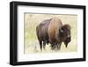 USA, North Dakota, Medora. Theodore Roosevelt National Park, North Unit, American Bison-Bernard Friel-Framed Photographic Print