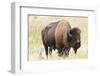 USA, North Dakota, Medora. Theodore Roosevelt National Park, North Unit, American Bison-Bernard Friel-Framed Photographic Print