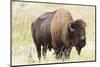 USA, North Dakota, Medora. Theodore Roosevelt National Park, North Unit, American Bison-Bernard Friel-Mounted Photographic Print