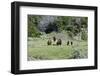 USA, North Dakota, Medora. Theodore Roosevelt National Park, South Unit, Bison Grazing-Bernard Friel-Framed Photographic Print