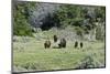 USA, North Dakota, Medora. Theodore Roosevelt National Park, South Unit, Bison Grazing-Bernard Friel-Mounted Photographic Print