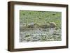 USA, North Dakota, Medora. Theodore Roosevelt National Park, South Unit, Prairie Dog Town-Bernard Friel-Framed Photographic Print