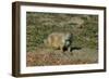 USA, North Dakota, Medora. Theodore Roosevelt National Park, South Unit, Prairie Dog Town-Bernard Friel-Framed Photographic Print