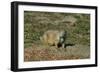 USA, North Dakota, Medora. Theodore Roosevelt National Park, South Unit, Prairie Dog Town-Bernard Friel-Framed Photographic Print