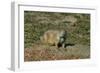 USA, North Dakota, Medora. Theodore Roosevelt National Park, South Unit, Prairie Dog Town-Bernard Friel-Framed Photographic Print