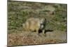 USA, North Dakota, Medora. Theodore Roosevelt National Park, South Unit, Prairie Dog Town-Bernard Friel-Mounted Photographic Print