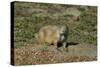 USA, North Dakota, Medora. Theodore Roosevelt National Park, South Unit, Prairie Dog Town-Bernard Friel-Stretched Canvas