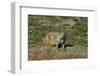 USA, North Dakota, Medora. Theodore Roosevelt National Park, South Unit, Prairie Dog Town-Bernard Friel-Framed Photographic Print