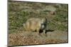 USA, North Dakota, Medora. Theodore Roosevelt National Park, South Unit, Prairie Dog Town-Bernard Friel-Mounted Photographic Print