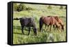 USA, North Dakota, Theodore Roosevelt National Park, Wild horses.-Jamie & Judy Wild-Framed Stretched Canvas