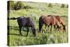 USA, North Dakota, Theodore Roosevelt National Park, Wild horses.-Jamie & Judy Wild-Stretched Canvas