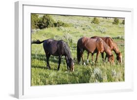 USA, North Dakota, Theodore Roosevelt National Park, Wild horses.-Jamie & Judy Wild-Framed Photographic Print