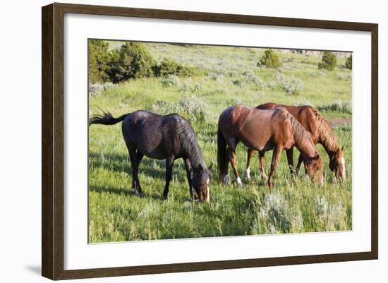 USA, North Dakota, Theodore Roosevelt National Park, Wild horses.-Jamie & Judy Wild-Framed Photographic Print