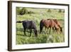 USA, North Dakota, Theodore Roosevelt National Park, Wild horses.-Jamie & Judy Wild-Framed Photographic Print