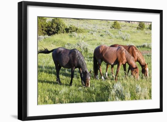 USA, North Dakota, Theodore Roosevelt National Park, Wild horses.-Jamie & Judy Wild-Framed Photographic Print