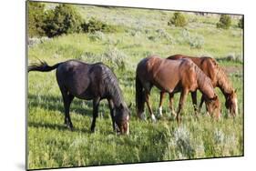 USA, North Dakota, Theodore Roosevelt National Park, Wild horses.-Jamie & Judy Wild-Mounted Photographic Print