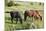 USA, North Dakota, Theodore Roosevelt National Park, Wild horses.-Jamie & Judy Wild-Mounted Photographic Print