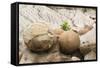 USA, North Dakota, Theodore Roosevelt NP, Cannonball Concretions.-Jamie & Judy Wild-Framed Stretched Canvas