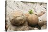 USA, North Dakota, Theodore Roosevelt NP, Cannonball Concretions.-Jamie & Judy Wild-Stretched Canvas