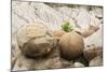 USA, North Dakota, Theodore Roosevelt NP, Cannonball Concretions.-Jamie & Judy Wild-Mounted Photographic Print