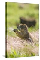 USA, Oklahoma, Wichita Mountains National Wildlife Refuge. Prairie dog eating.-Jaynes Gallery-Stretched Canvas