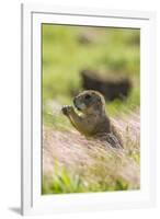 USA, Oklahoma, Wichita Mountains National Wildlife Refuge. Prairie dog eating.-Jaynes Gallery-Framed Photographic Print