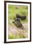 USA, Oklahoma, Wichita Mountains National Wildlife Refuge. Prairie dog eating.-Jaynes Gallery-Framed Photographic Print