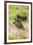 USA, Oklahoma, Wichita Mountains National Wildlife Refuge. Prairie dog eating.-Jaynes Gallery-Framed Photographic Print