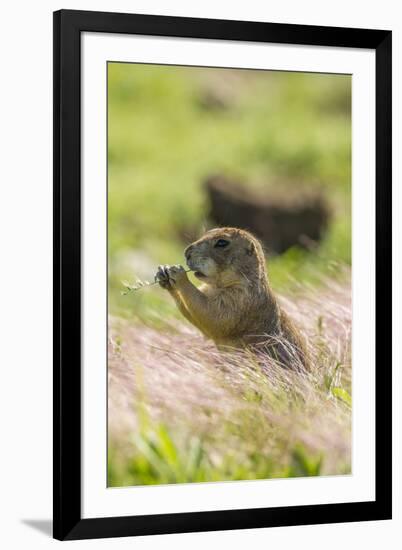 USA, Oklahoma, Wichita Mountains National Wildlife Refuge. Prairie dog eating.-Jaynes Gallery-Framed Photographic Print